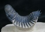 Nice Crotalocephalina Trilobite On Pedastal - #8032-3